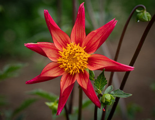 Bloomquist Mark B Dahlia