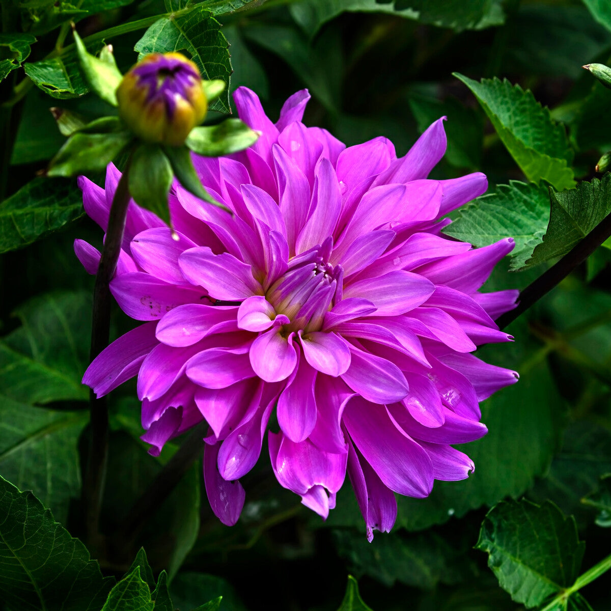 Bluetiful Dahlia
