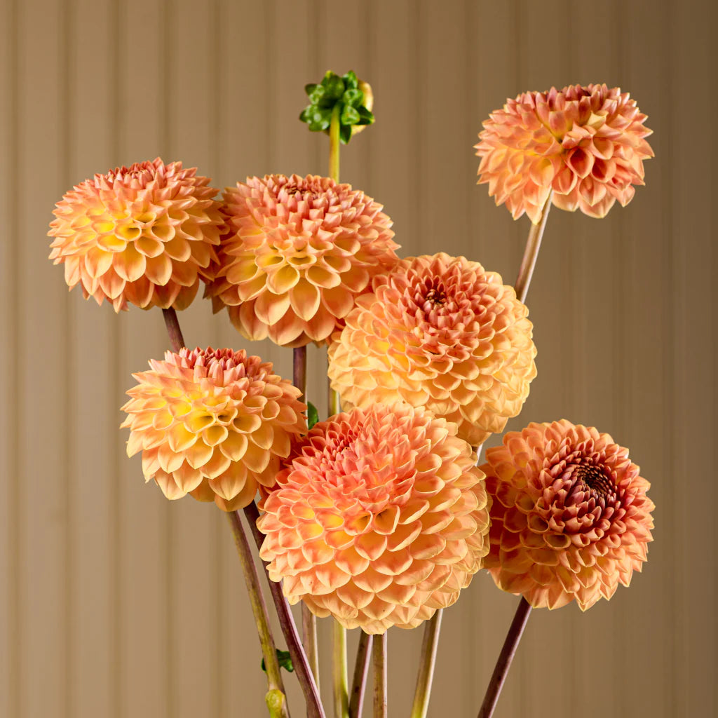 Blyton Softer Gleam Dahlia