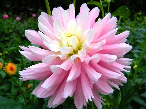 Chilson's Pride Dahlia