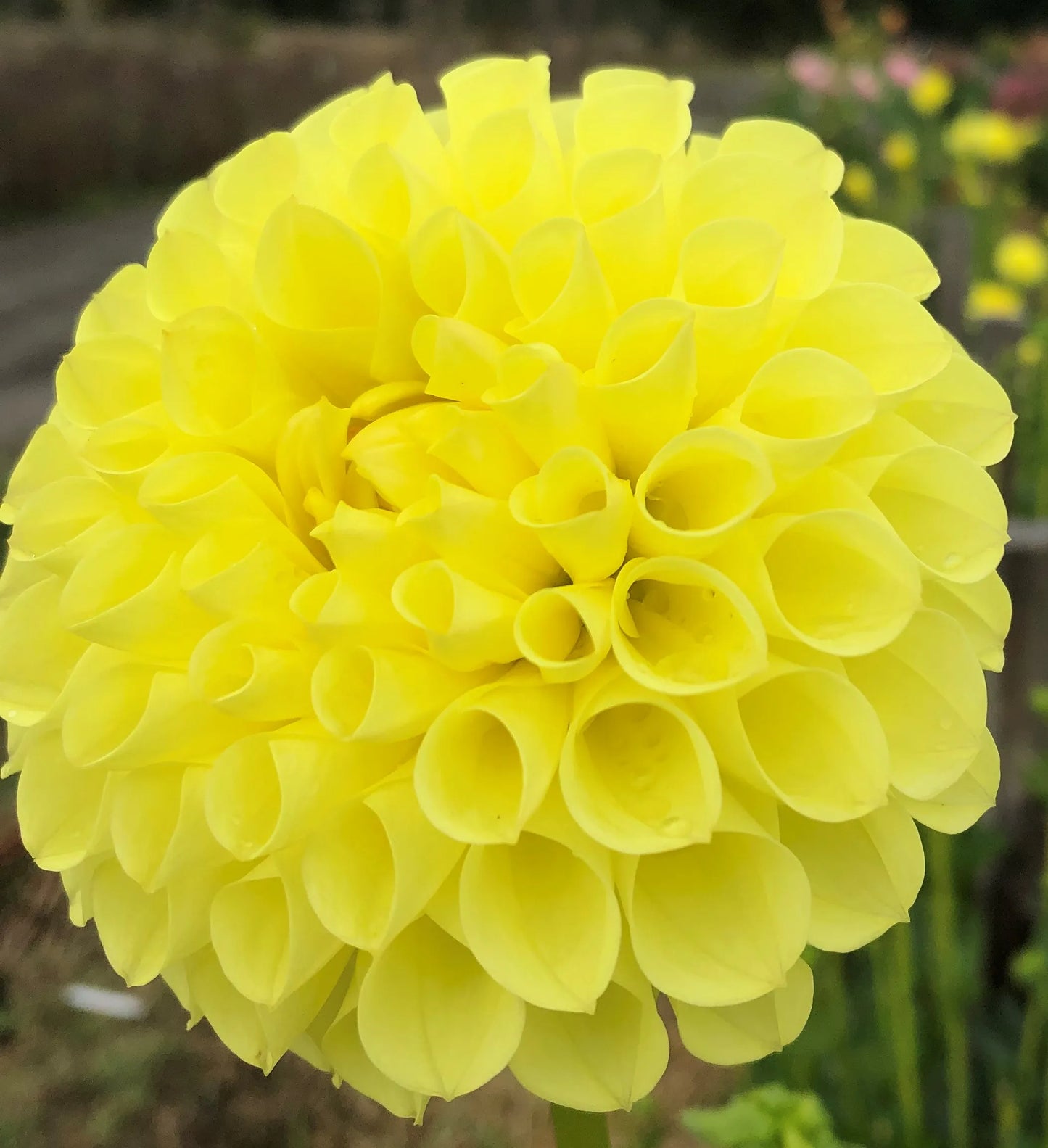 Clearview Daniel Dahlia
