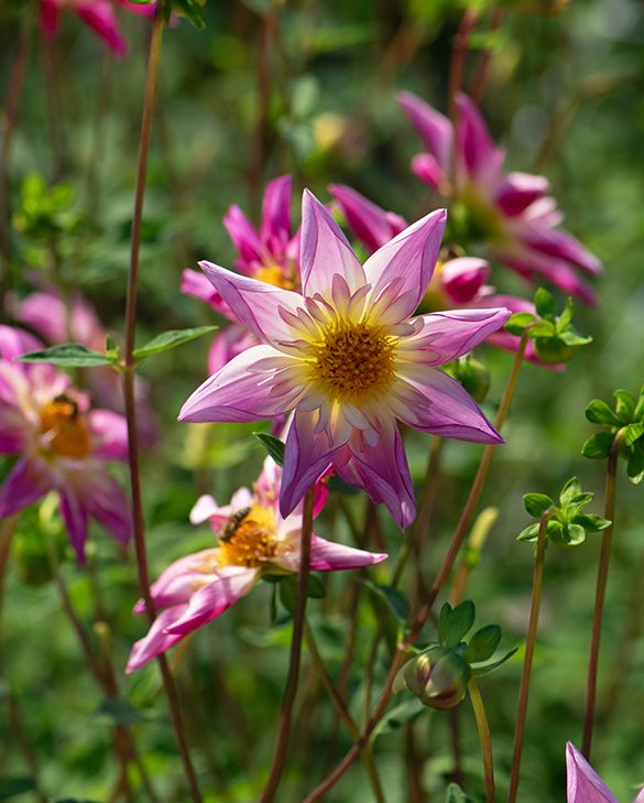 Fancy Pants Dahlia