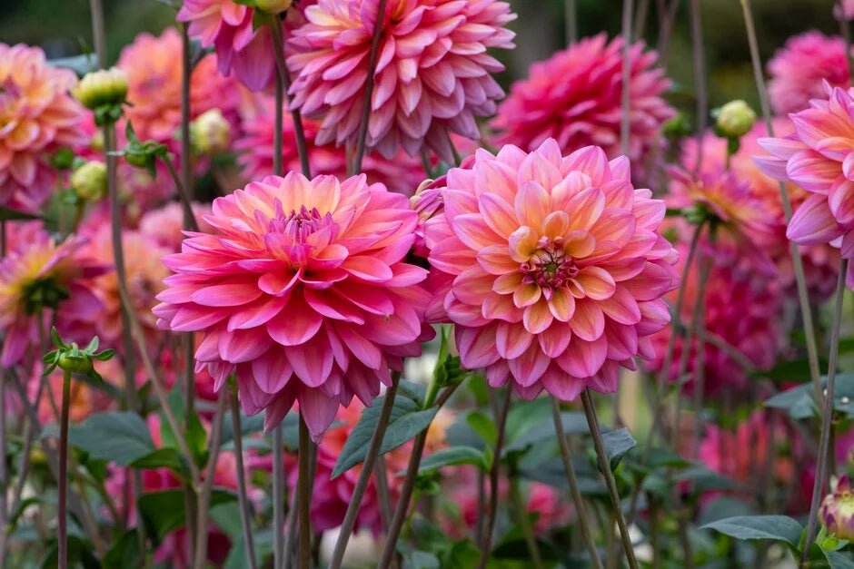 Great Silence Dahlia