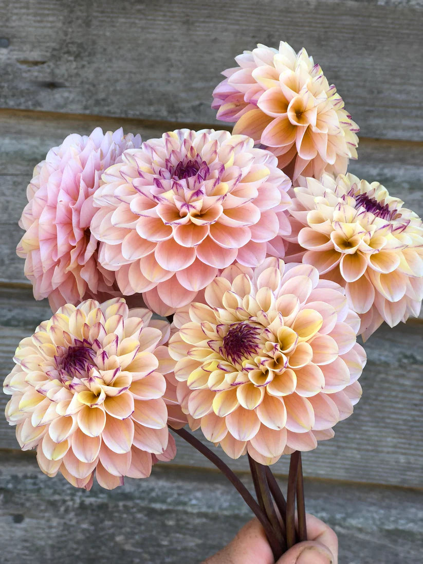 Wine Eyed Jill Dahlia