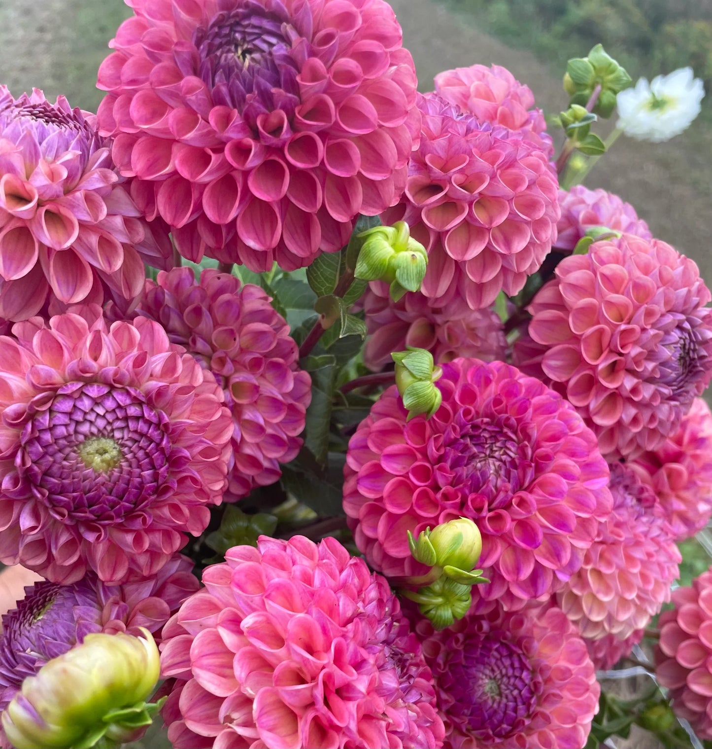 Katlyn's Joy Dahlia