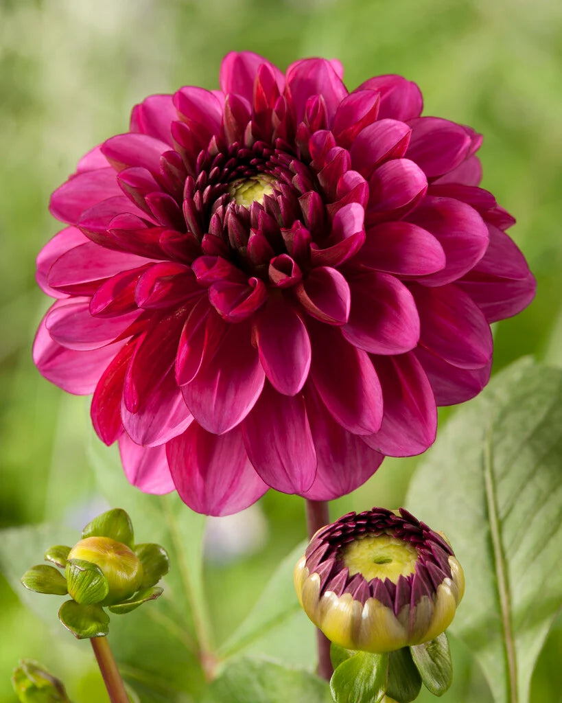 Lilac Bull Dahlia