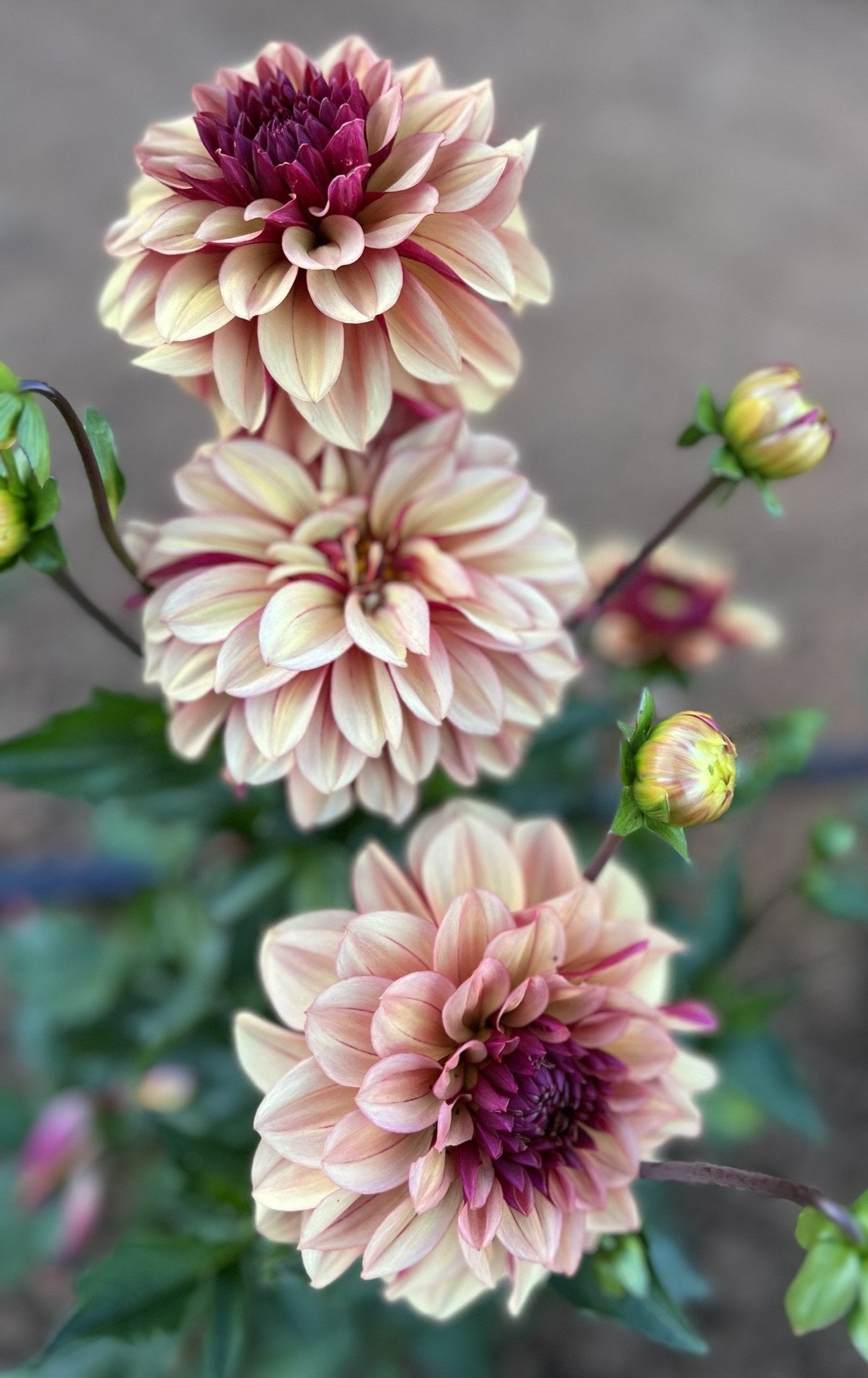 Rawhide Dahlia