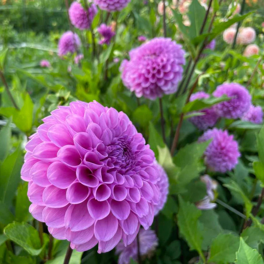 Roban Regal Dahlia