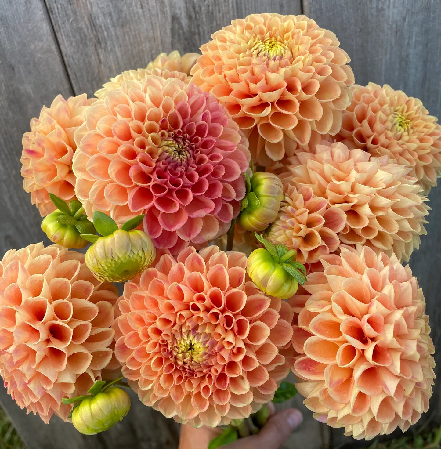 Snoho Doris Dahlia