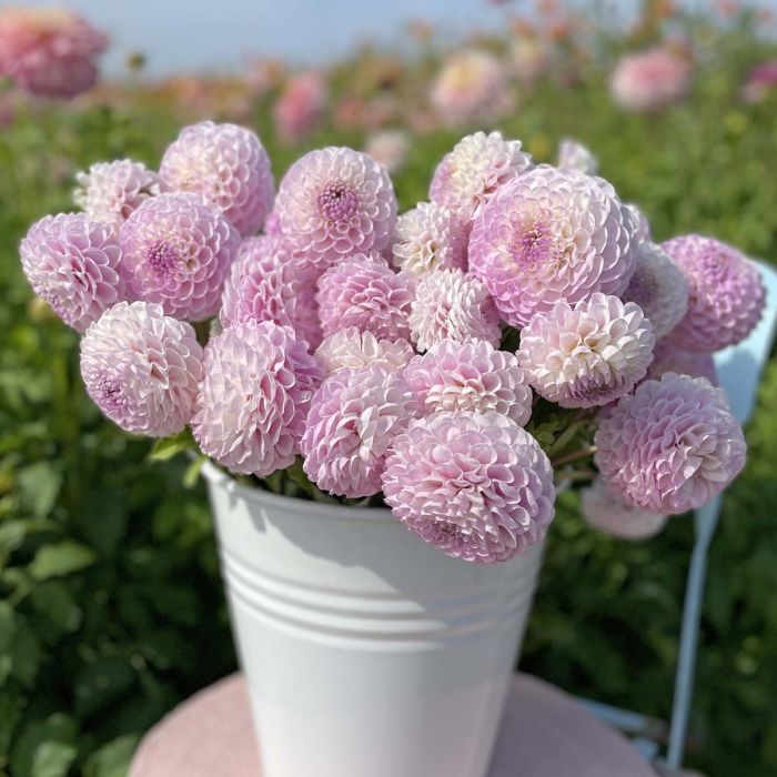 Snoho Sonia Dahlia