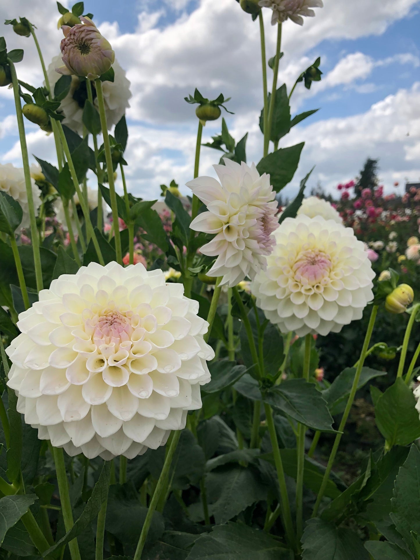 Brenda Rycroft Dahlia