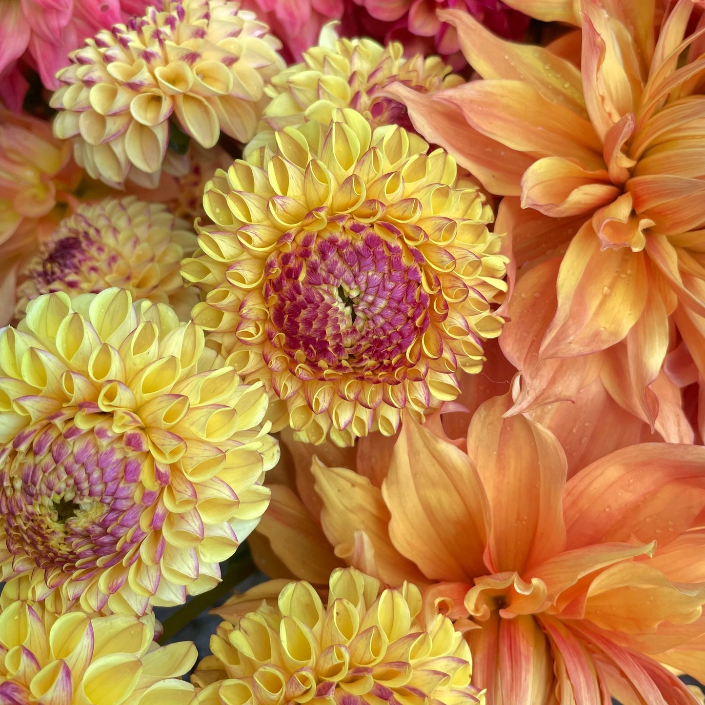 Ferncliff Fiesta Dahlia