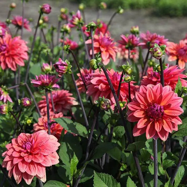 American Dawn Dahlia