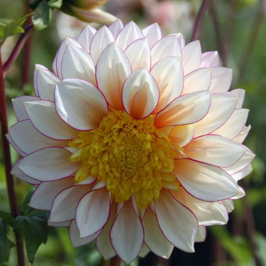 Polka Dahlia
