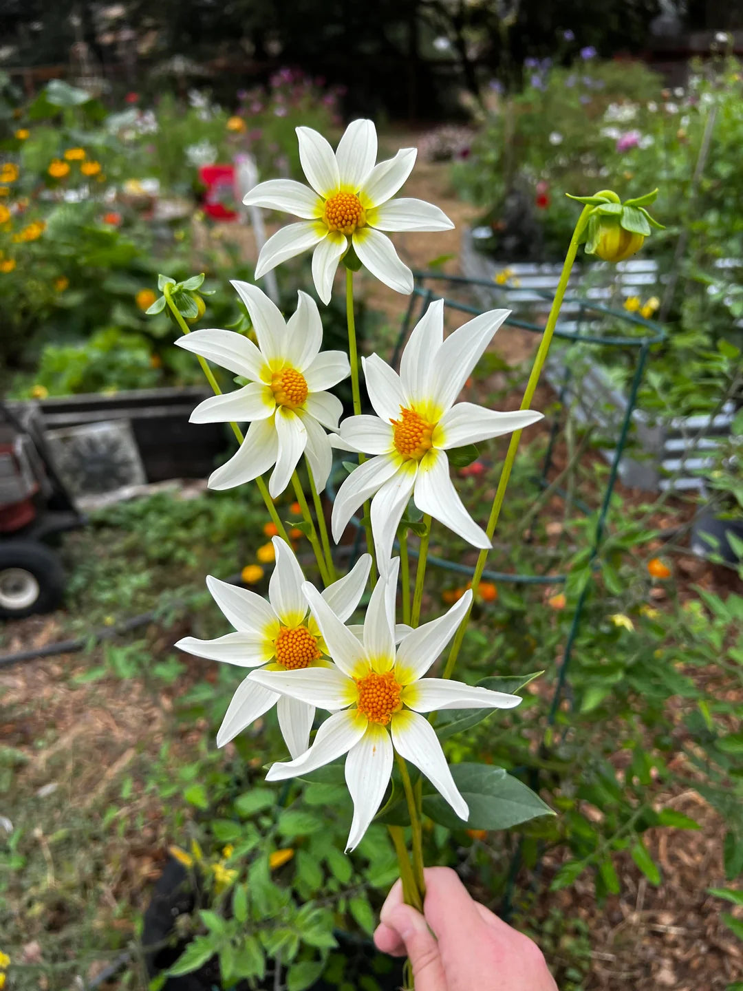 Starchild Dahlia