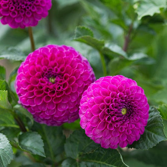 Addison June Dahlia