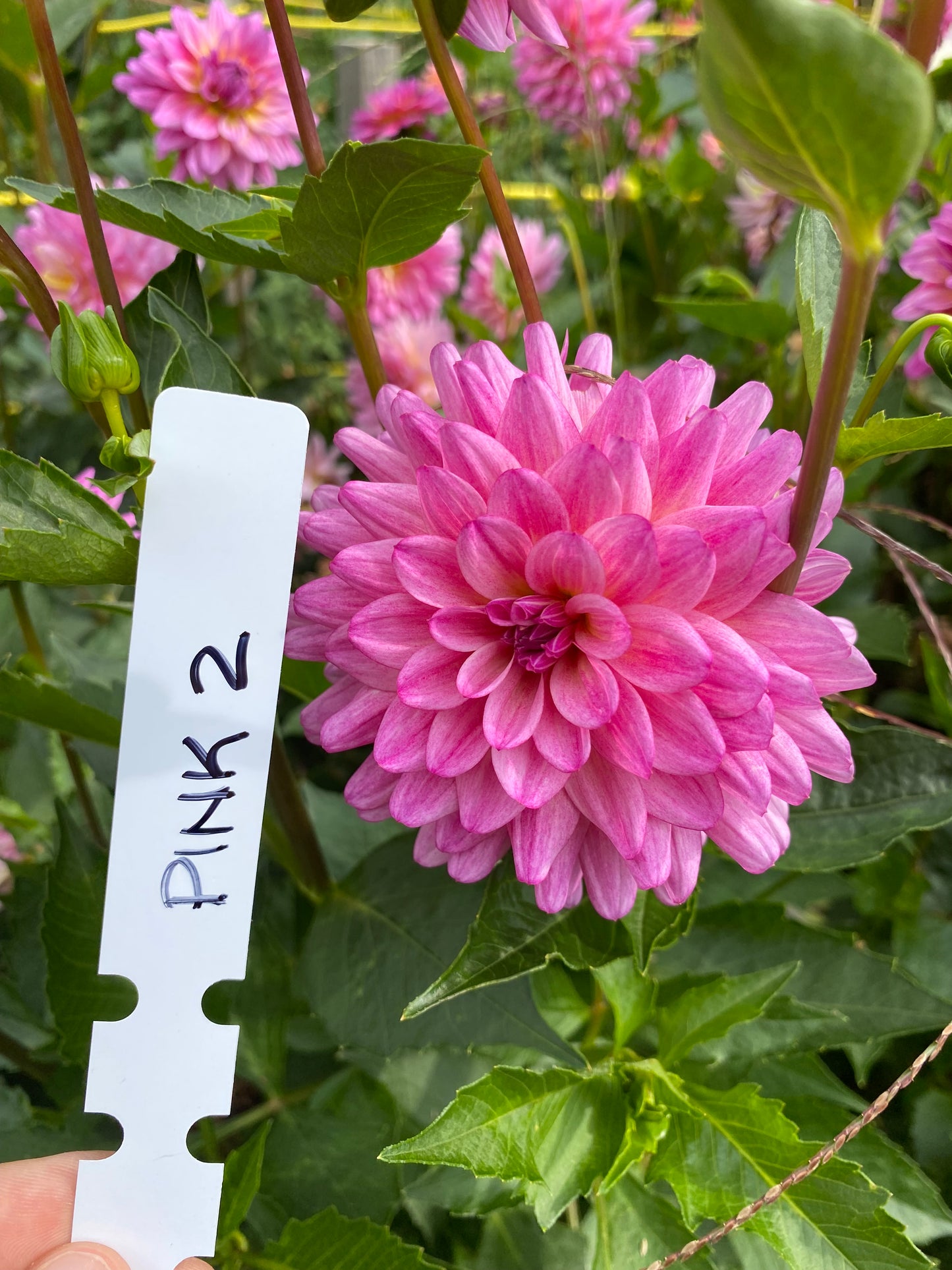 Pink 2 Dahlia