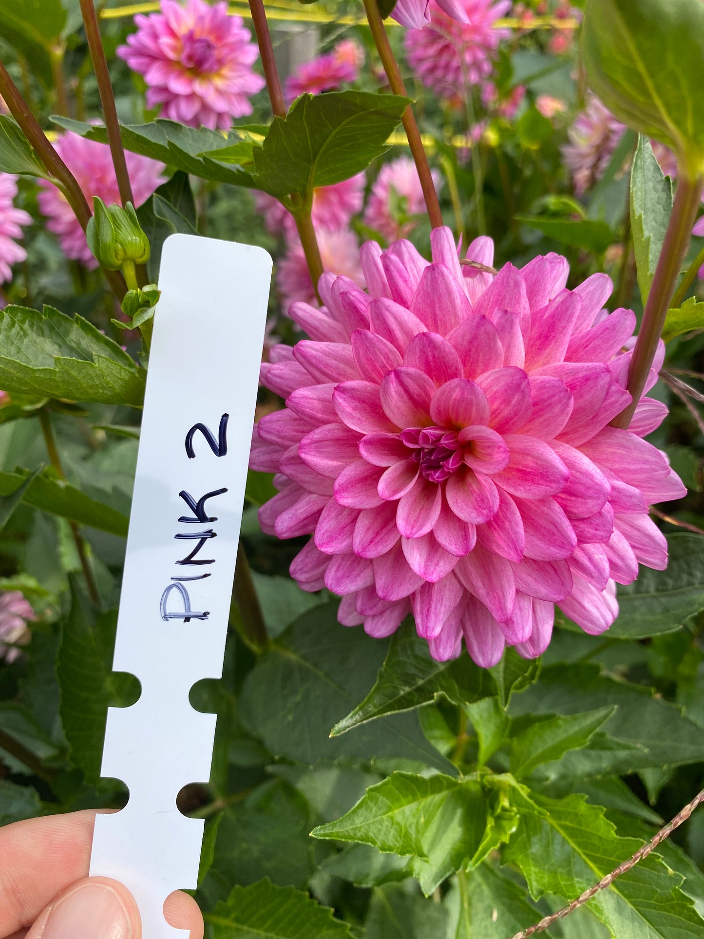 Pink 2 Dahlia