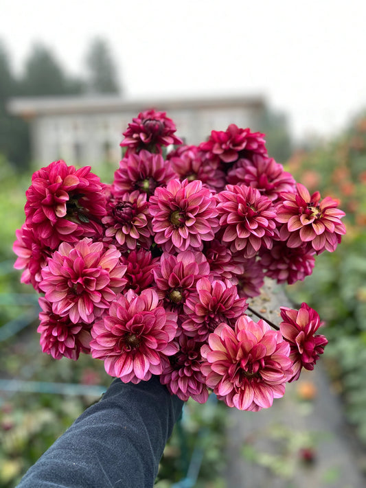 Ahoma Hope Dahlia