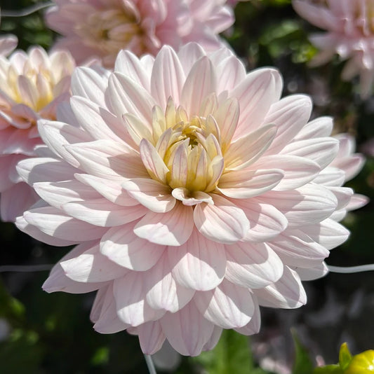 Lady Kate Dahlia