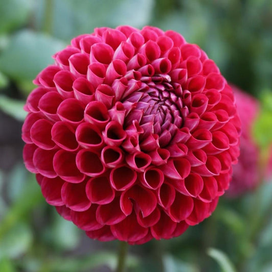 Cornel Dahlia