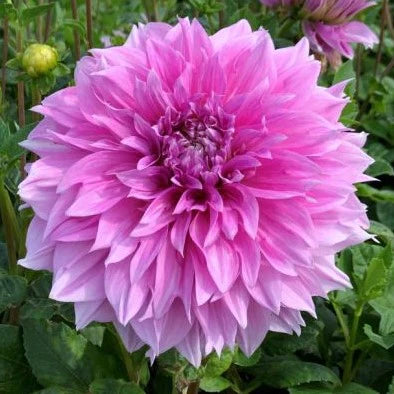 Lavender Perfection Dahlia