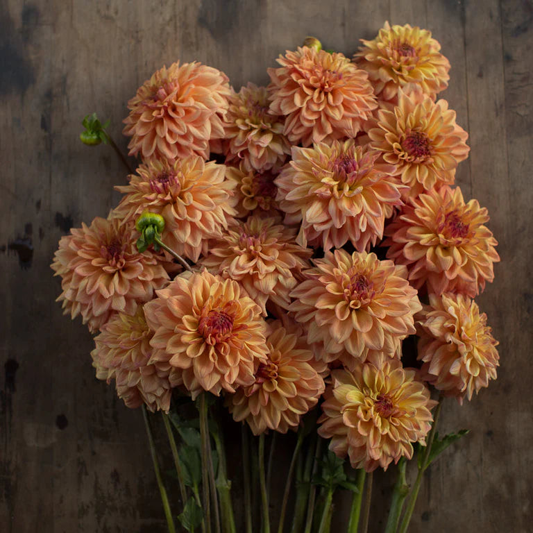 Ferncliff Copper Dahlia