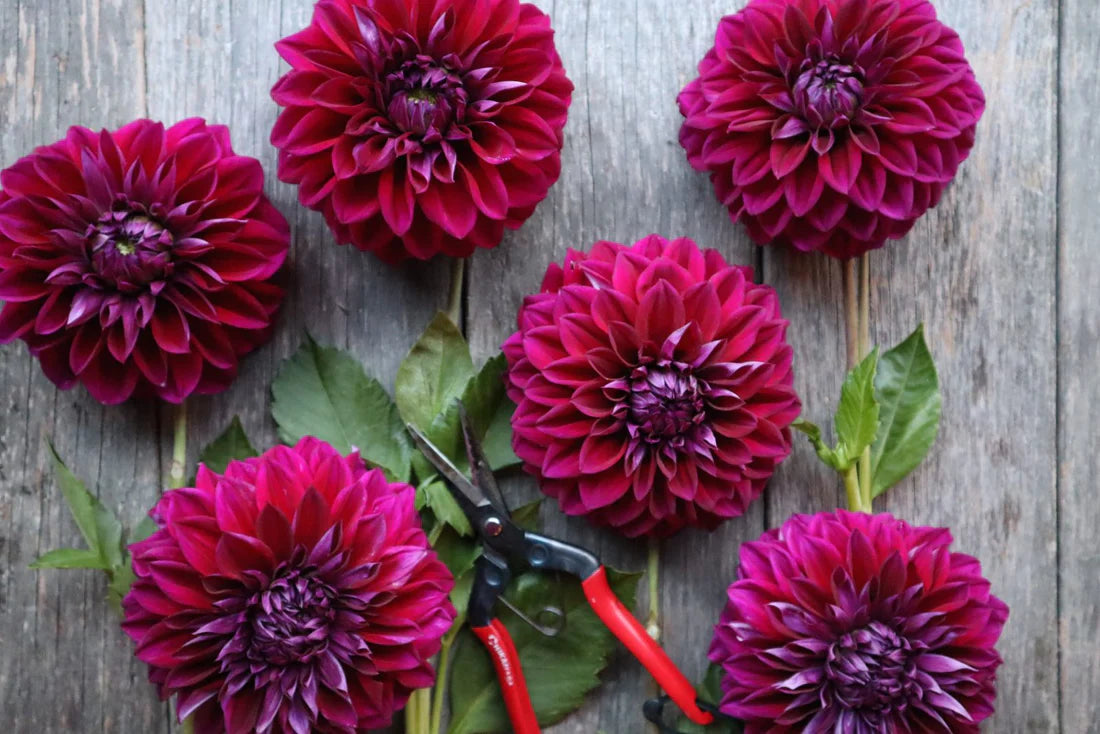 Diva Dahlia