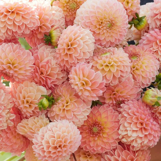 L.A.T.E Dahlia