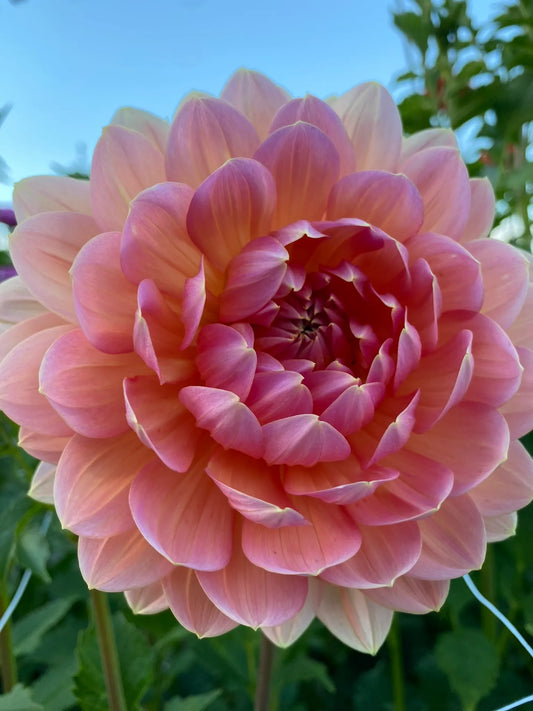 Maks Betty Lynn Dahlia