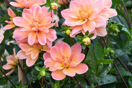 Mister Frans Dahlia