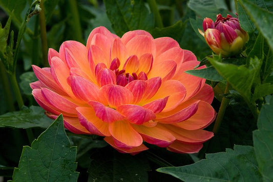 Pam Howden Dahlia