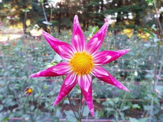 Rea Anns Gemini Dahlia