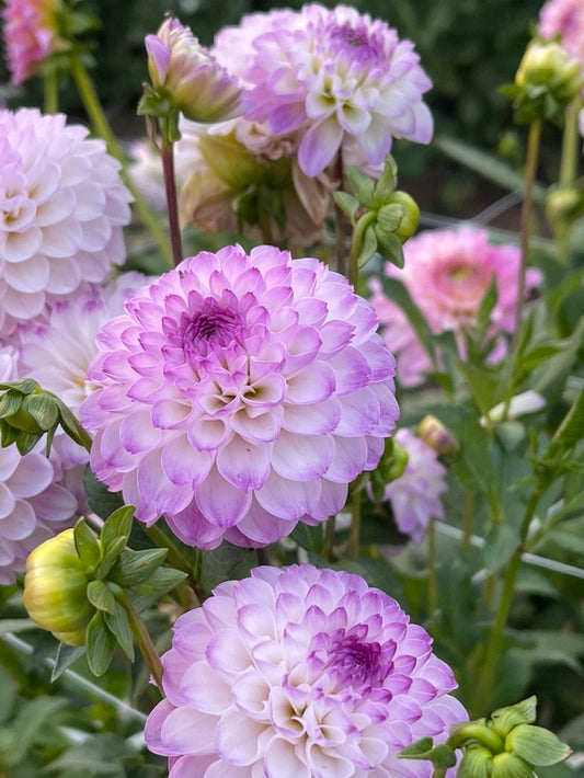 Treby Dainty Dahlia