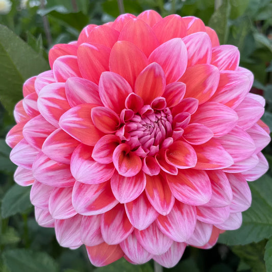 Apple Blossom Dahlia