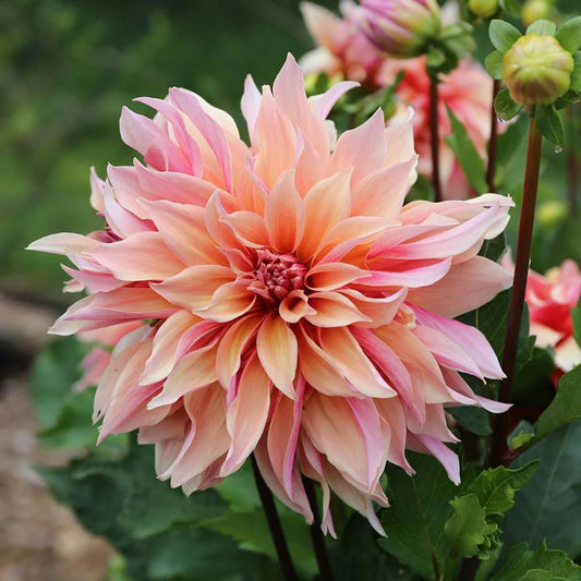 Labyrinth Dahlia