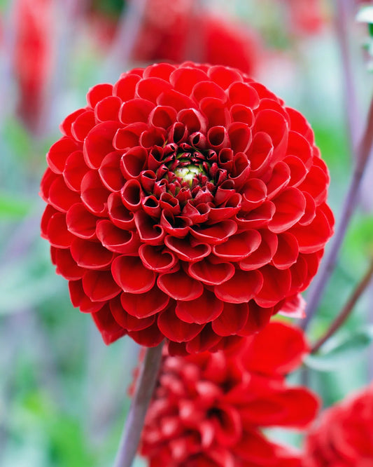 Viking Dahlia