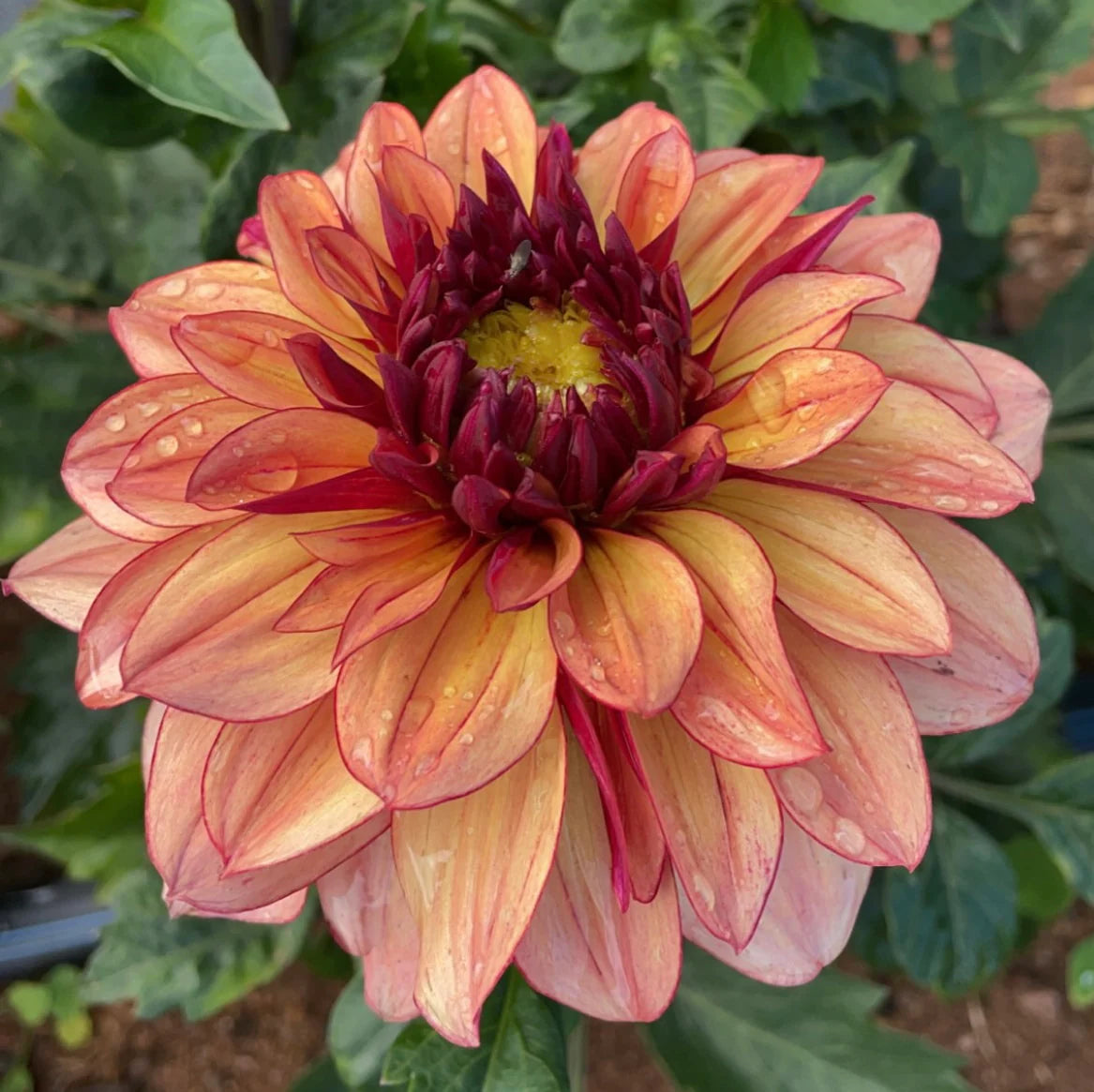 Creme De Cognac Dahlia