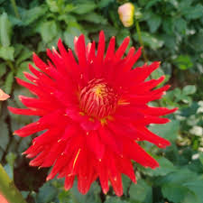 Wyn's Cinnibar Dahlia