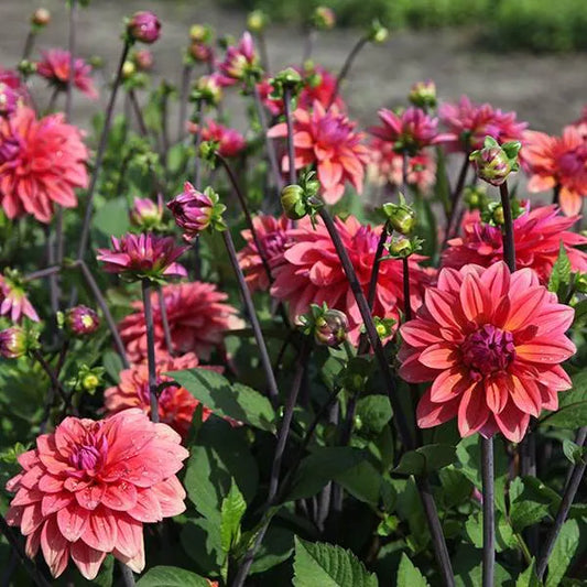 American Dawn Dahlia