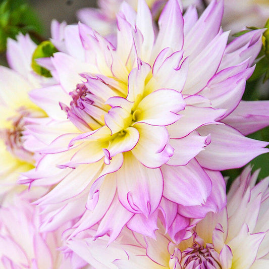 Crazy Love Dahlia