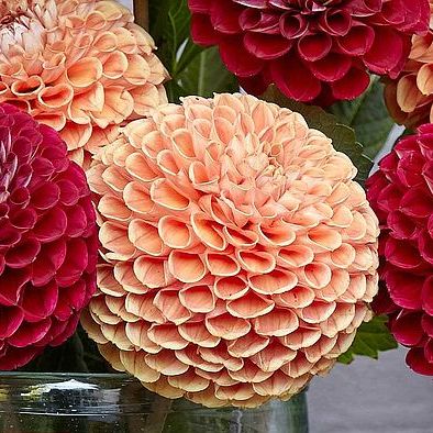 Antique Copper Dahlia