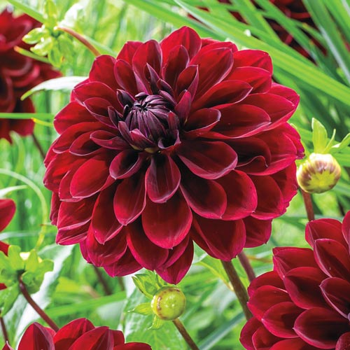 Arabian Night Dahlia