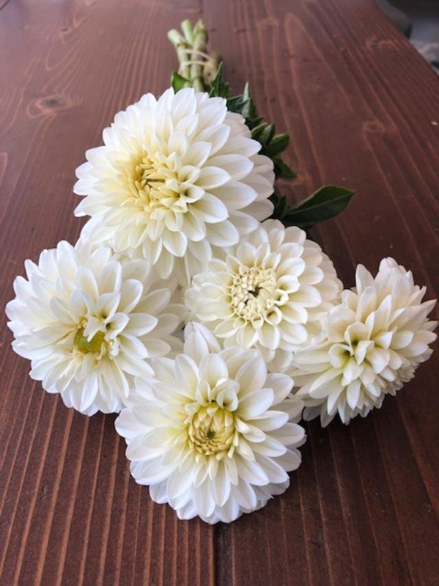 Boom Boom White Dahlia