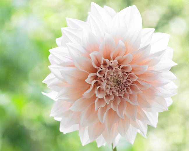 Cafe Au Lait Dahlia