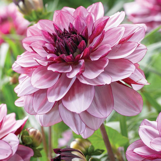 Creme de Cassis Dahlia