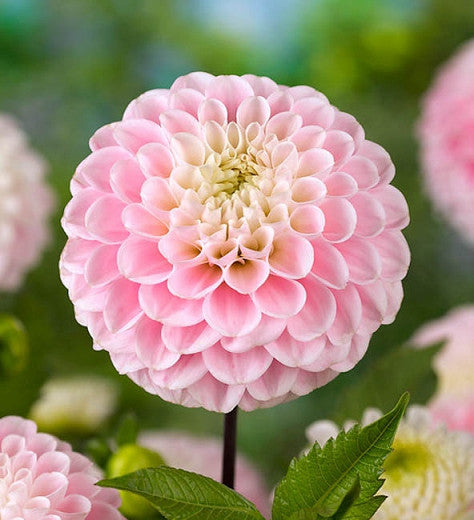 Wizard of Oz Dahlia