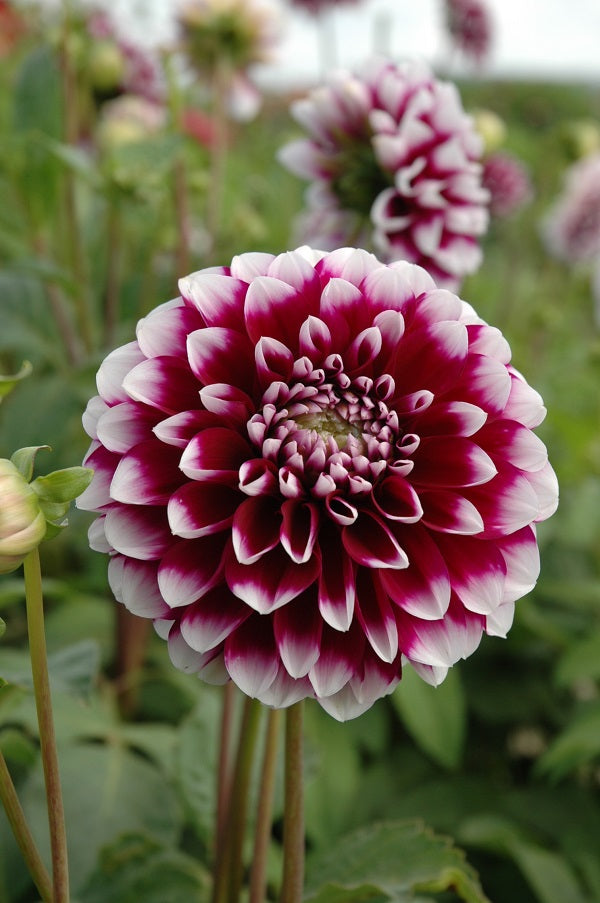 Edinburgh Dahlia