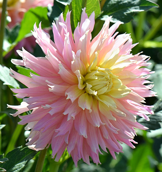 Ferncliff Cameo Dahlia