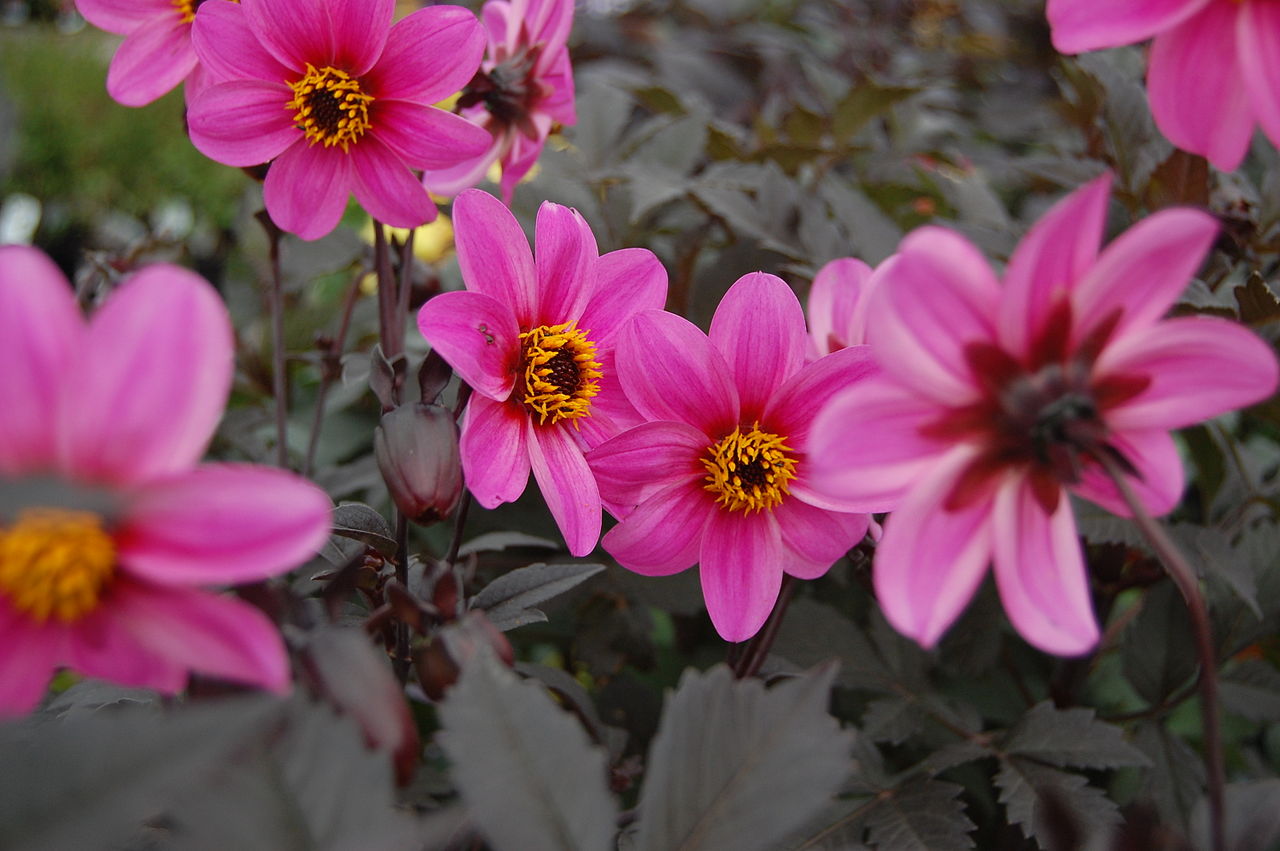 Happy Single Juliet Dahlia